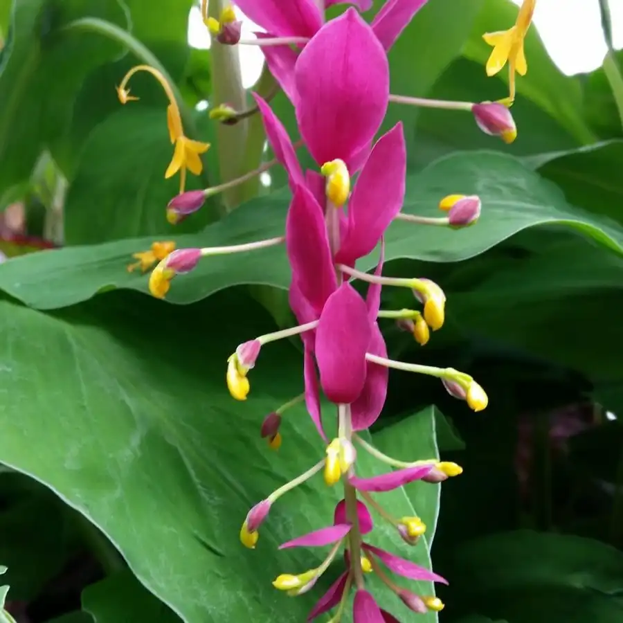 Зображення цвітіння