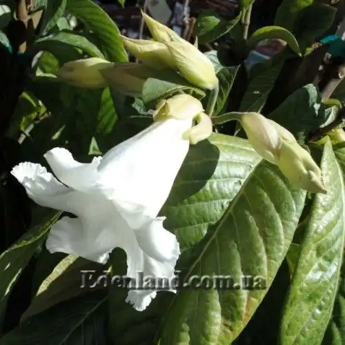 Изображение цветок