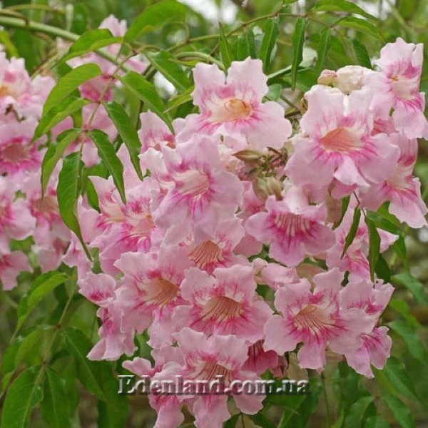 Изображение Подранея Рикасоля - Podranea ricasoliana