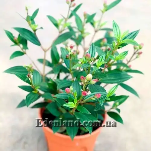 Изображение Меластома малабарская - Melastoma malabathricum