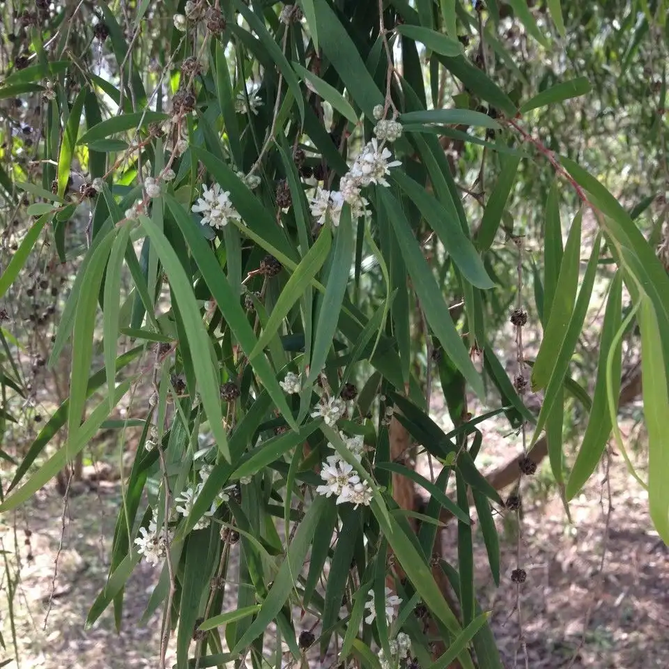 Изображение Агонис изогнутый  - Agonis flexuosa