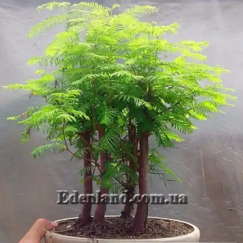 Зображення Метасеквоя гліптостробоподібна - Metasequoia glyptostroboides