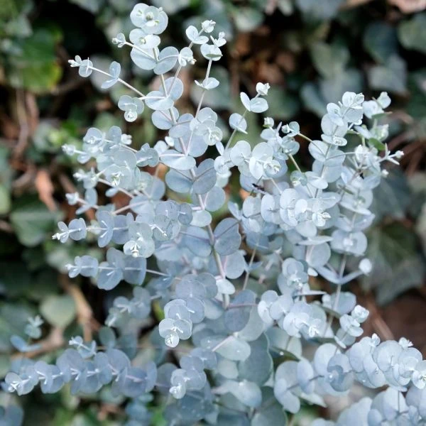 Евкаліпт Ґанна - Eucalyptus gunnii 
