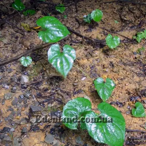 Изображение Диоскорея полистахия, Ямс - Dioscorea polystachya 