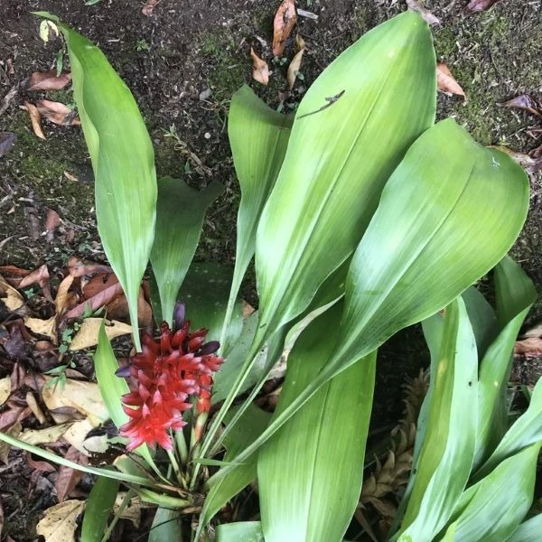 Зображення Піткернія чорна - Pitcairnia nigra 