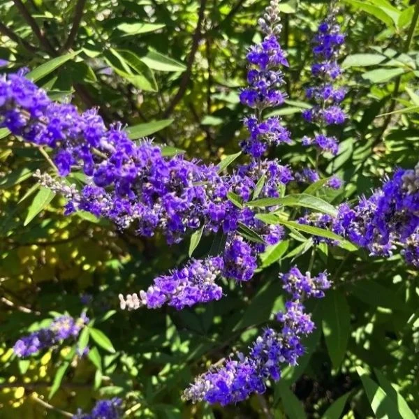 Изображение Витекс священный  - Vitex agnus - castus
