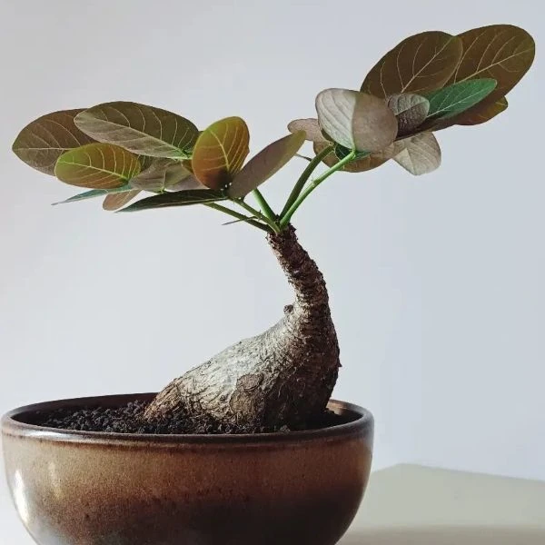 Зображення Філантус чудовий - Phyllanthus mirabilis 