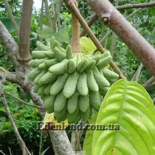 Изображение молодой плод