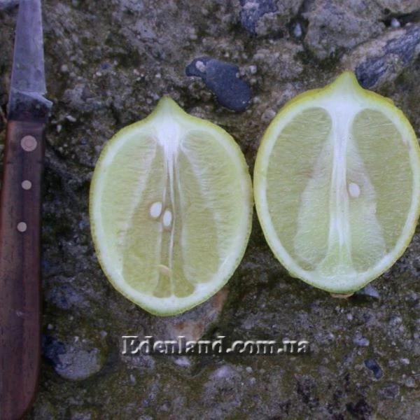 Зображення Лимон Сфузато - Citrus limon Sfusato