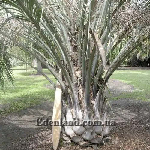 Изображение Бутия Ятай - Butia yatay