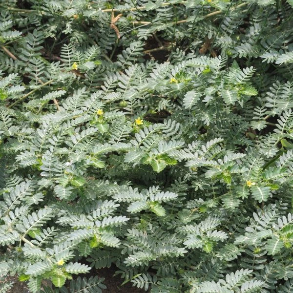 Изображение Трибулус или Якорцы стелющиеся  - Tribulus terrestris