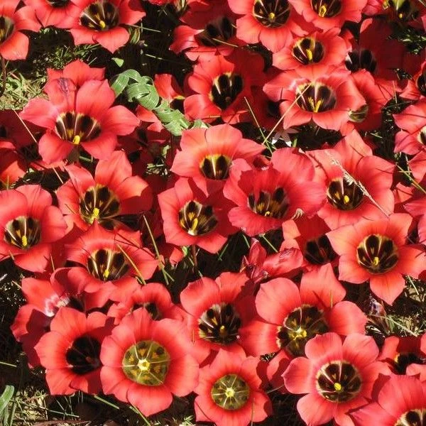 Зображення Ромулея однобратна - Romulea monadelpha  