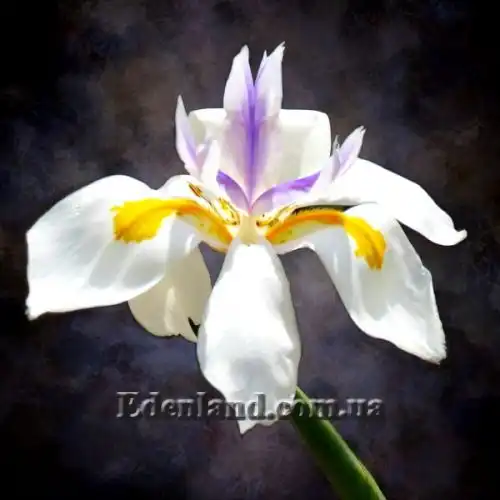 Изображение Диетес крупноцветковый       - Dietes grandiflora