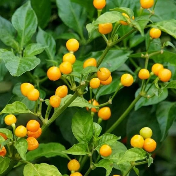 Зображення Перець Аджі Чарапіта жовтий  - Aji Charapita Yellow