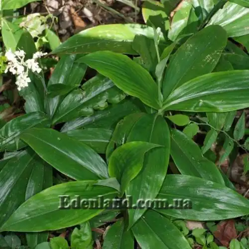 Зображення Полія Хасскарла - Pollia hasskarlii 