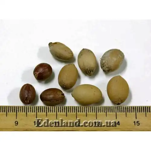 Зображення Сереноа повзуча - Serenoa repens