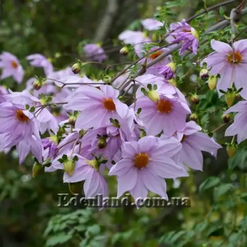 Зображення Жоржина імператорська - Dahlia imperialis
