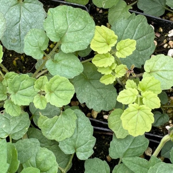 Зображення Еккремокарпус шорсткий (червоний) - Eccremocarpus scaber 'Blood Red' 