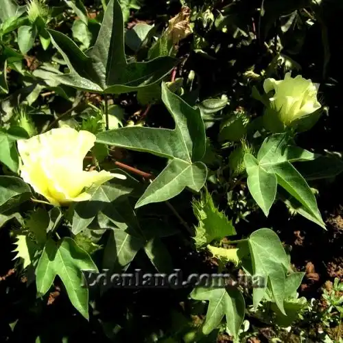 Изображение Госсипиум (хлопчатник) мохнатый - Gossypium hirsutum