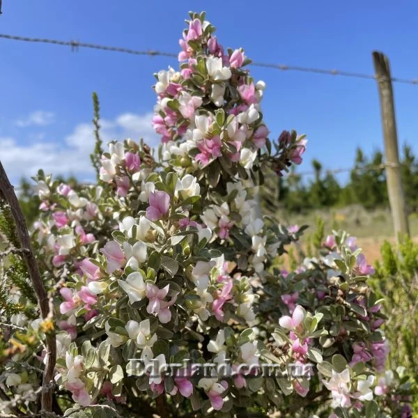 Изображение Подалирия миртолистная  - Podalyria myrtifolia