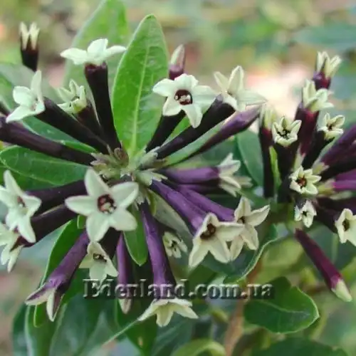 Изображение Цеструм самшитолистный  - Cestrum buxifolium