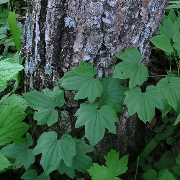 Изображение листья