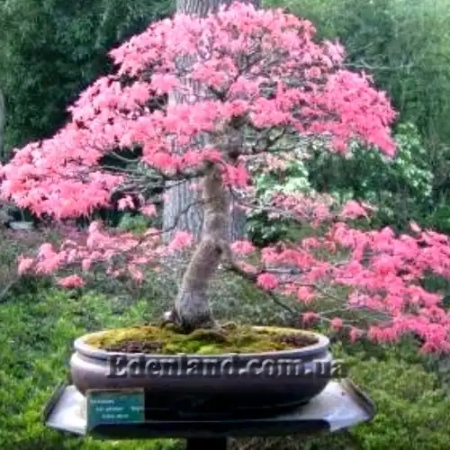 Изображение бонсай