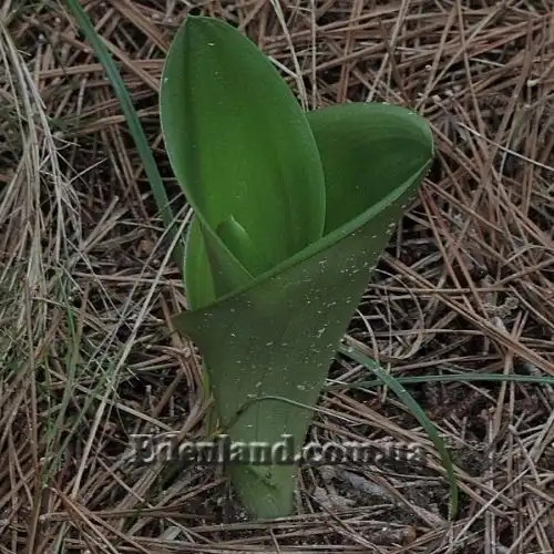 Изображение Сцилла широколистная - Scilla latifolia