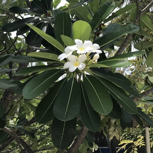 Изображение Плюмерия тупая  - Plumeria obtusa