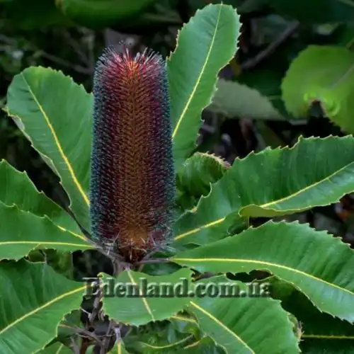 Изображение Банксия мощная - Banksia robur