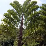 Изображение Валличия (валлихия) двухрядная - Wallichia disticha