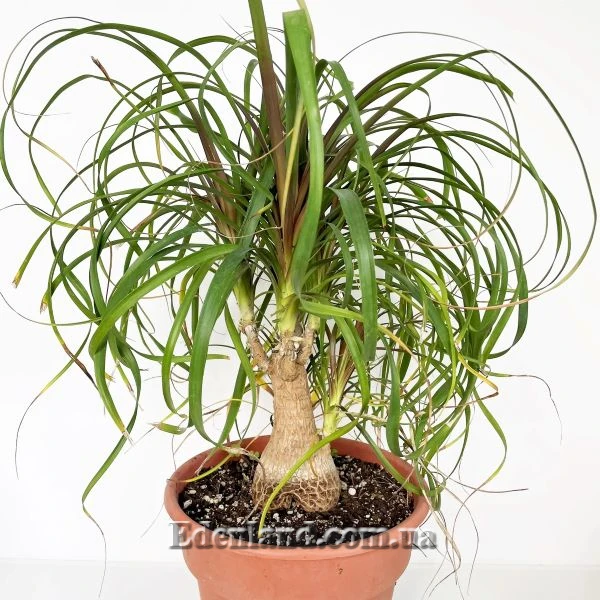 Изображение Бокарнея гватемальская - Beaucarnea guatemalensis
