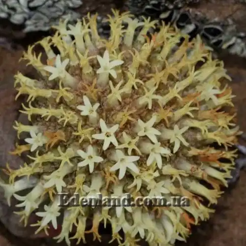 Изображение Крассула столбчатая - Crassula columnaris