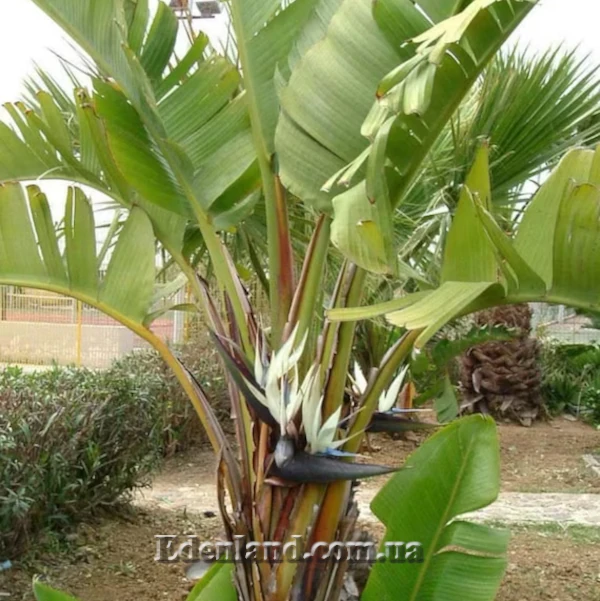 Изображение Стрелиция Николая  - Strelitzia nicolai 