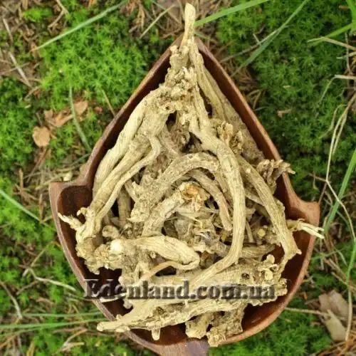 Изображение Смолёвка капская - Silene Capensis