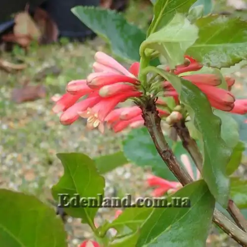 Изображение Дерматоботрис Сандерса  - Dermatobotrys saundersii