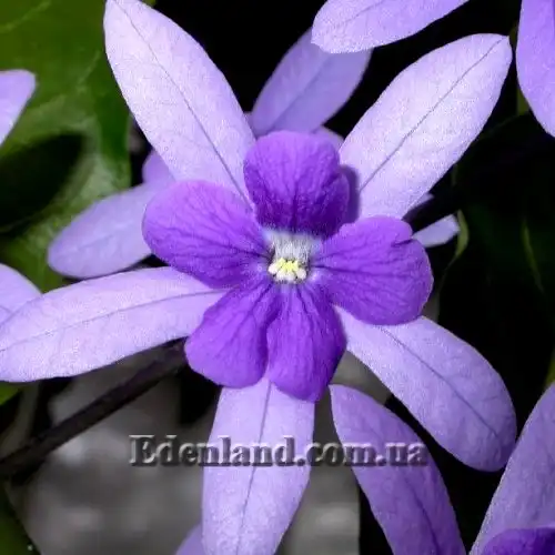 Изображение Петрея вьющаяся - Petrea volubilis