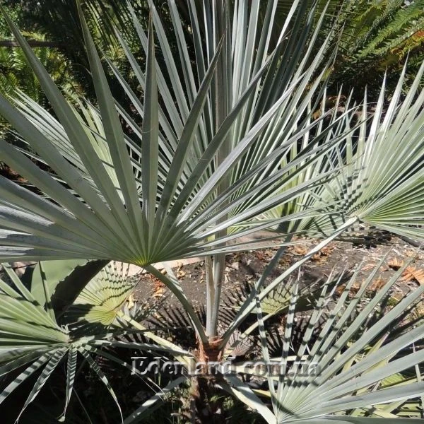 Изображение молодое растение