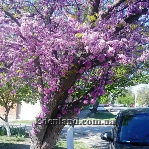 Изображение Церцис рожковый - Cercis siliquastrum