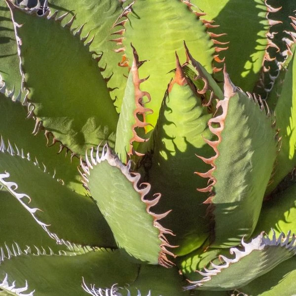 Агава ужасная "Шоколадные шипы" - Agave horrida 'Chocolate Thorns'