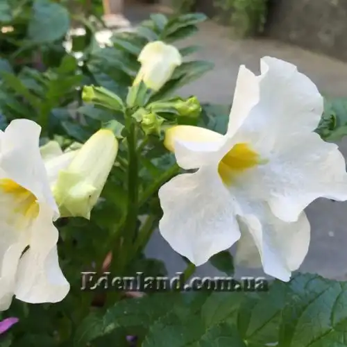 Зображення Інкарвілея Делавея - Incarvillea Delavayi