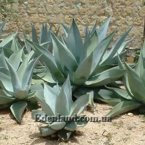 Изображение Агава Гуиенгола - Agave guiengola
