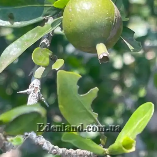 Изображение Гиперакантус приятный - Hyperacanthus amoenus