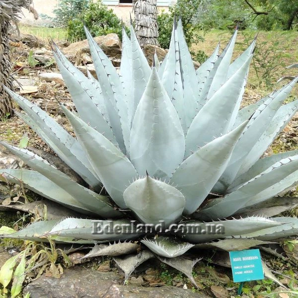 Зображення Агава Хаварда  - Agave havardiana