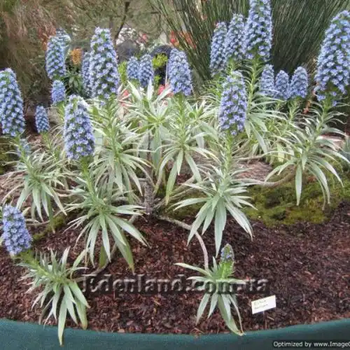 Изображение Эхиум белеющий - Echium candicans