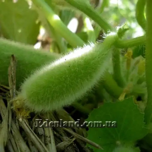 Изображение Бенинказа щетинистая  - Benincasa hispida
