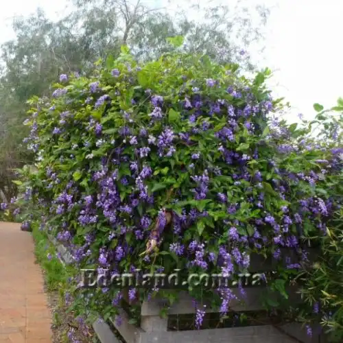 Изображение Гарденбергия Комптона - Hardenbergia comptoniana