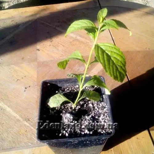 Изображение Каликарпа Бодинье - Callicarpa bodinieri