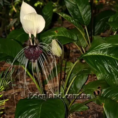 Изображение Такка цельнолистная - Tacca integrifolia 