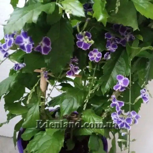 Изображение Дуранта ползучая - Duranta repens